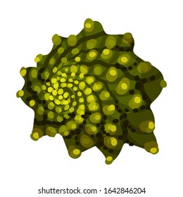 Blossom Cluster of Romanesco Cabbage Rich of Carotinoid Isolated on White Background Vector Illustration