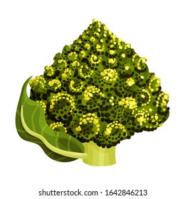 Blossom Cluster of Romanesco Cabbage Rich of Carotinoid Isolated on White Background Vector Illustration