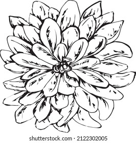 The blossom Dahlia Flower in graphic style