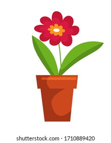 Blossom flower bud in pot isolated on white background. Beautiful plant for design interior. Ceramic flowerpot. Botanical composition. Blooming herb selection. Gardening, floristry and horticulture