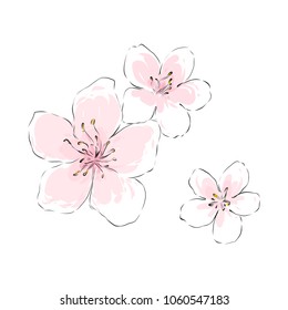 Flores de flores de flor aislado vector dibujado con delicada línea de tinta negra y color de agua rosa para el diseño de tarjetas de felicitación de primavera, ilustración botánica, banner natural.