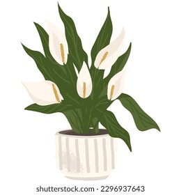 Blossom green plant vector calla lily in pot icon