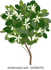 Blossom lemon tree

