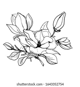 Blossom of Magnolia. Hand draw sketch. Outline bunch of Flowers and leaves isolated on the white background. Floral element Design for wedding, greeting, inviting cards, Black and white. Vector