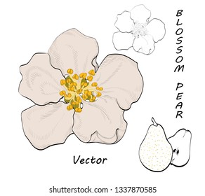 Blossom pear. Vector