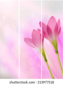 Blossom of pink Zephyranthes Lily, Rain Lily, Fairy Lily, Little Witches,vector