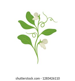 Blossom plant of green peas with flowers and tendrils. Nature theme. Flat vector design