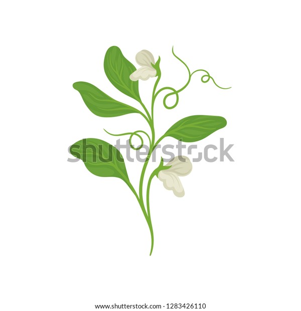 Blossom plant of green peas with flowers
and tendrils. Nature theme. Flat vector
design