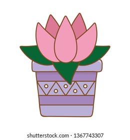 blossom in pot