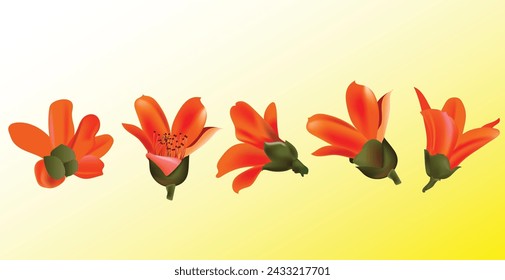 Blossom of the Red Silk Cotton Tree, The Latin name is Bombax Ceiba, Indian name Katesawar.