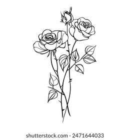 Blossom roses on stem with leaves, line drawing. Flowers in engraving style. Hand drawn realistic open rosebuds.