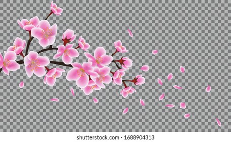 Blossom sakura or cherry branch with falling pink petals vector illustration isolated on transparent background. Spring floral element for seasonal promo and sale banner.