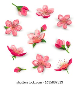 Blossom sakura, cherry flowers vector illustration set. Design element isolated on white background.