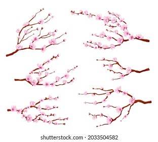 Blossom sakura. Japanese flower branches, floral art nature tree. Spring festival, isolated blooming asian cherry or peach swanky vector set