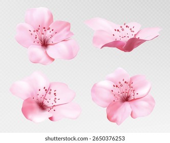 Blossom sakura realistic flowers - pink cherry petals with red stamens, delicate spring blooms isolated on transparent background. Japanese floral elements for decoration, wedding invitations.