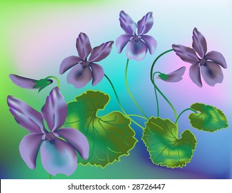 blossom spring pansy