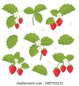 Ramas de fresas de flores. Ilustración vectorial.