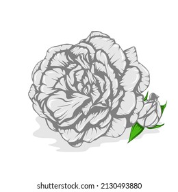 Blossom White Roses Vector Isolated on White Background