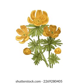 Blossomed Eranthis flowers, floral drawing in retro style. Winter aconite, blooming plant, wildflowers with leaves. Realistic botanical vintage vector illustration isolated on white background