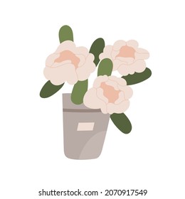 Blossomed flowers in bucket. Lush spring peony in vase. Fresh cut floral bouquet. Elegant gorgeous bunch of blooming plant with showy petals. Flat vector illustration isolated on white background