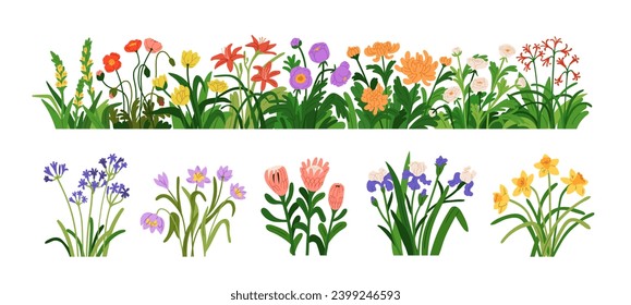 Blossomed garden flowers, floral border. Blooming plants set. Botanical decoration, spring and summer wildflowers, iris, daffodil, protea. Flat vector illustrations isolated on white background