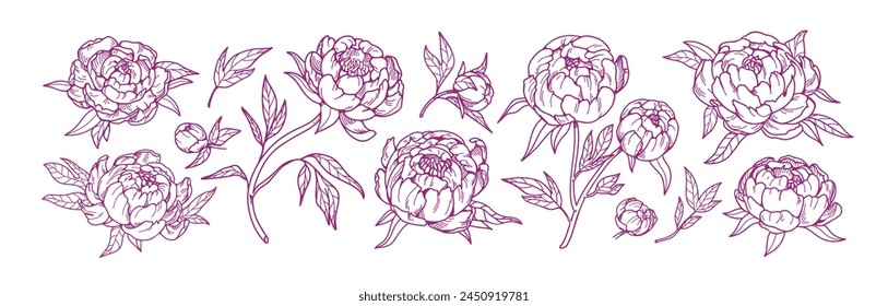 Blossomed peony flowers set. Floral plants, Japanese gorgeous blooms, retro drawings. Beautiful Japan oriental buds. Detailed botanical hand-drawn vector illustration isolated on white background