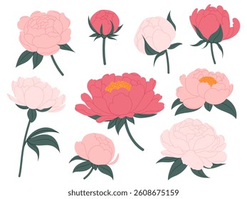 Blossomed peony flowers set. Floral buds, plants, bouquet. Beautiful blooms in flat style. Realistic botanical vector illustrations set isolated on white background.
