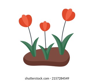 Blossomed spring flowers growing in ground. Blooming floral garden plants with leaf in soil. Abstract wild flora. Flat vector illustration of delicate wildflower isolated on white background