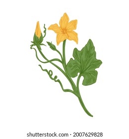 Flores florecientes y sin soplar sobre pepino o calabaza con tallo y hojas. Dibujo botánico detallado de estilo vintage. Ilustración vectorial coloreada a mano aislada en fondo blanco