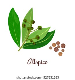 Blossoming Allspice Or Pimento, Pimenta Seeds. Peppercorns On A Green Branch. Unripe And Ripe. Black Pepper. Vector Illustration. Also Jamaica Pepper, Myrtle Pepper. For Menu, Cosmetics, Tags