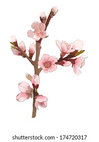 Blossoming almond branch with pink flowers. Realistic isolated vector illustration