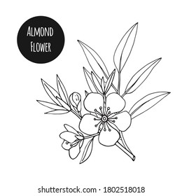 Almendras florecientes. Ilustración vectorial dibujada a mano aislada en fondo blanco. 