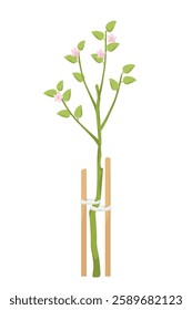 blossoming apple sapling with wooden pegs