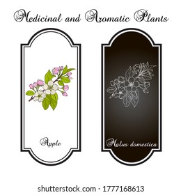 Flor de rama de manzano (malus domestica). Ilustración de vector botánico dibujada a mano