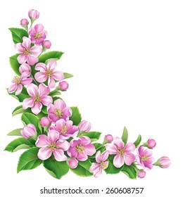 Blossoming apple tree branch with pink  flowers  isolated on white.