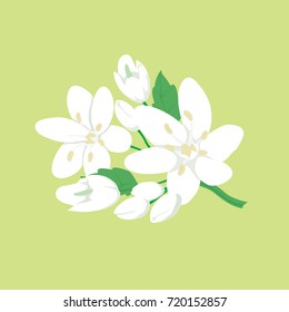 Blossoming apple tree twig, vector illustration