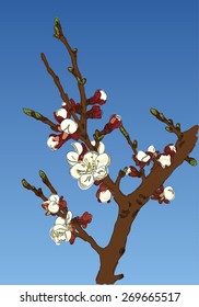 Blossoming Apple-tree branch against the sky