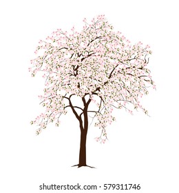 The blossoming apple-tree in the spring on a white background
