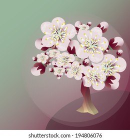 The blossoming apricot tree with big flowers and buds. Vector image.