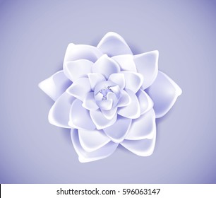 Blossoming blue flower isolated in background. Spring Rose, camellia flower.