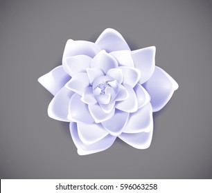Blossoming blue flower isolated in background. Spring Rose, camellia flower.