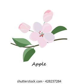 Blossoming branch of aple tree. Honey planty. Botany. Honey flower colorful illustration. Isolated on white background. Vector eps10