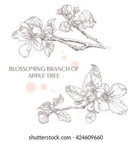 Blossoming branch of apple tree. Apple flower. Ink graphics.