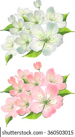 Blossoming branch of apple tree. Two variants of color