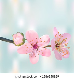 Blossoming branch of cherry on light blue abstract background. Sakura floral texture. Vector