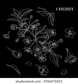 blossoming branch of cherry, sakura. hand drawing, line art, sketch.