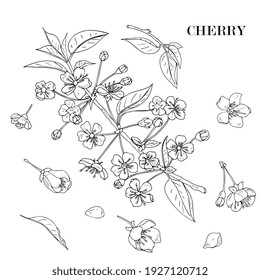 blossoming branch of cherry, sakura. hand drawing, line art, sketch.