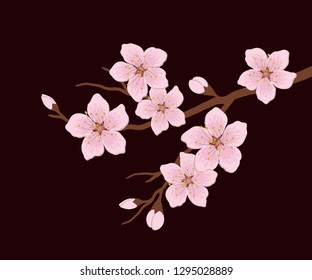 Blossoming branch of a cherry. A tree branch with pink flowers and buds on a dark burgundy background. Vector illustration