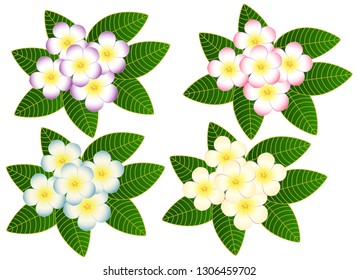 Blossoming branch of frangipani tree graphic vector