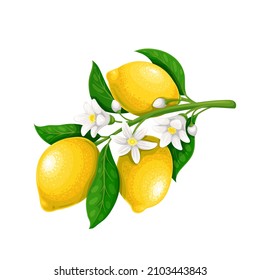 Blossoming branch of lemon with fruits. Lemon plant flowers with leaves. Citrus fruits vector illustration.